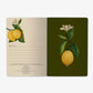 Lemons Notebook