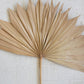 Dried Palm Leaf