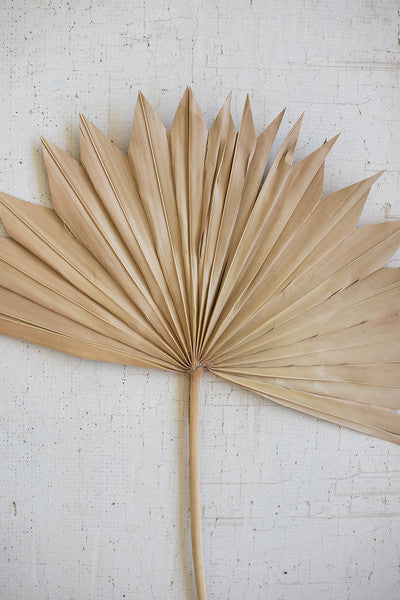 Dried Palm Leaf