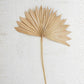 Dried Palm Leaf